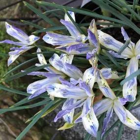 Painted Lady Dwarf Iris Bulbs (Iris reticulata Painted Lady) Img 5
